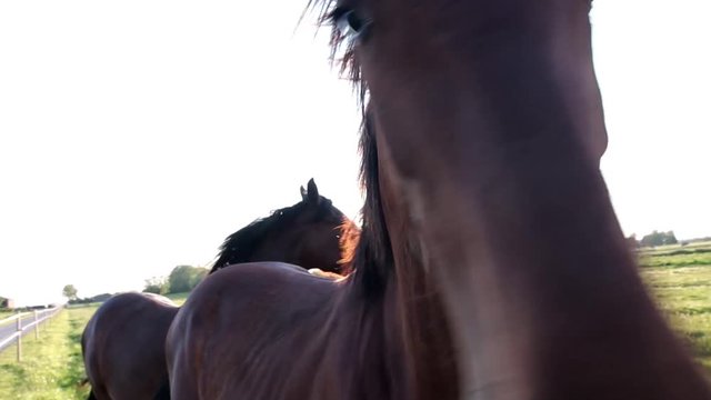 horse eye close up footage