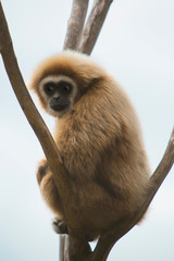 Gibbon sits on the top of a tree against the sky	