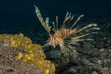 Lion fish in the Red Sea colorful fish, Eilat Israel