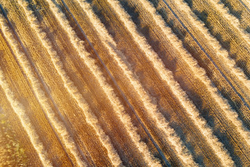 Feld Textur von oben