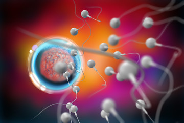 Sperm and Egg 3D Illustration