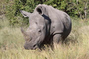Breitmaulnashorn / Square-lipped Rhinoceros / Ceratotherium Simum