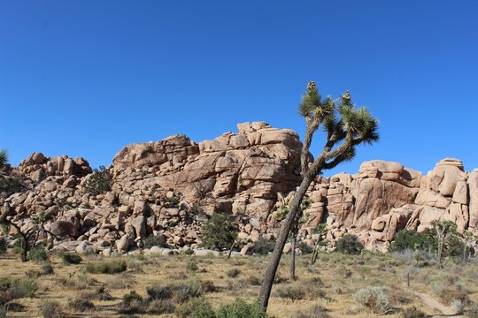 Ancient Mojave Desert rock formations comprised of monzogranite and other minerals make for majestic formations in which native plant communities have evolved. Witness in Joshua Tree National Park.