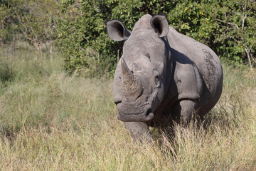 Obraz premium Breitmaulnashorn / Square-lipped Rhinoceros / Ceratotherium Simum