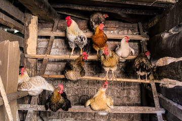 chicken and rooster in the chicken coop agriculture - obrazy, fototapety, plakaty