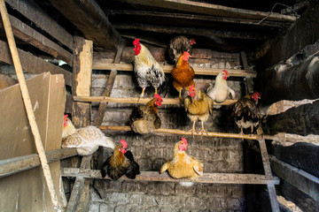 chicken and rooster in the chicken coop agriculture © Elena Bondareva
