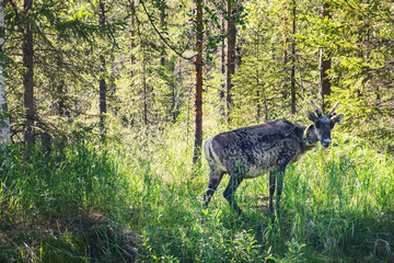 Fototapeta premium Young reindeer in the forest of Overkalix Municipality, Norrbotten County, Sweden