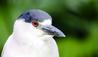 Black-crowned night heron bird (Nycticorax nycticorax) close head portrait. Bird with white and black plumage and bright red eyes against a dark green forest out of focus background.