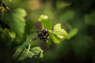 Fototapeta na wymiar black currant fruits in the summer garden