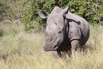 Breitmaulnashorn / Square-lipped Rhinoceros / Ceratotherium Simum