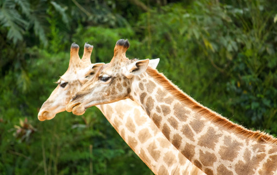 Two giraffes (Giraffa camelopardalis) photographed side by side with their long necks visible against a green forest out of focus background.