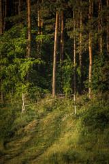 barrier on the way to the forest