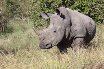 Fototapeta premium Breitmaulnashorn / Square-lipped Rhinoceros / Ceratotherium Simum