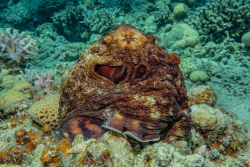Octopus king of camouflage in the Red Sea, eilat israel 