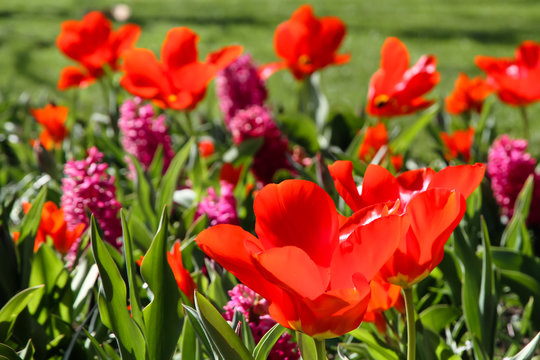 Spring red tulips blooming with green stalk in a garden field. Concept image for seasons Spring and Summer, Nature, Valentine´s and Mother´s Day.