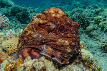 Octopus king of camouflage in the Red Sea, eilat israel 