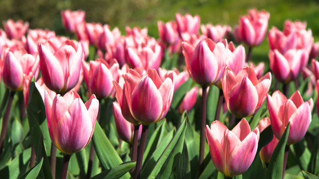 Spring pink and white tulips blooming with green stalk in a garden field in Amsterdam. Concept image for seasons Spring and Summer, Nature, Valentine´s and Mother´s Da