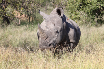 Fototapeta premium Breitmaulnashorn / Square-lipped Rhinoceros / Ceratotherium Simum