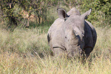 Obraz premium Breitmaulnashorn / Square-lipped Rhinoceros / Ceratotherium Simum