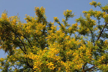 Yellow blooming Mimosa on a tree on a Sunny day. Acacia silver in color