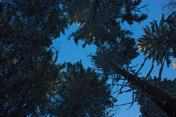 View of the snow covered branches of beech trees in the winter forest up at the sky