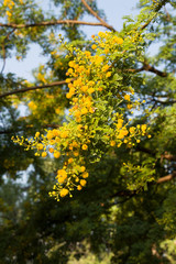 Yellow blooming Mimosa on a tree on a Sunny day. Acacia silver in color