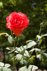 Fototapeta premium Rose flower growing in the garden. Flowering rose Bush on a Sunny summer day