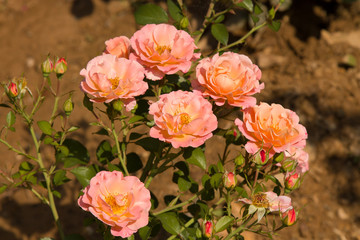 Rose flower growing in the garden. Flowering rose Bush on a Sunny summer day