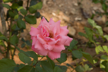 Rose flower growing in the garden. Flowering rose Bush on a Sunny summer day