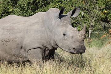 Breitmaulnashorn / Square-lipped Rhinoceros / Ceratotherium Simum
