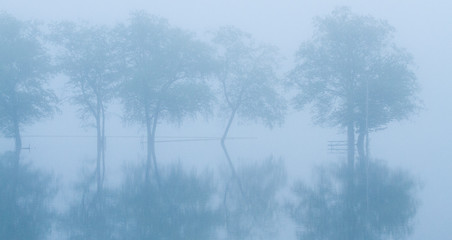 Obraz na płótnie Canvas trees in fog