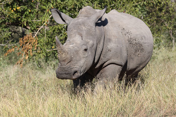 Breitmaulnashorn / Square-lipped Rhinoceros / Ceratotherium Simum