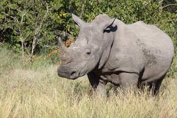 Obraz premium Breitmaulnashorn / Square-lipped Rhinoceros / Ceratotherium Simum