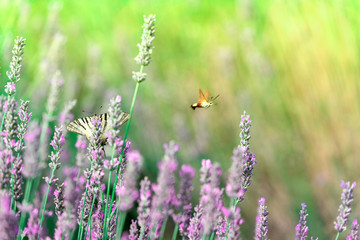 Beautiful Papilio machaon butterfly on lavender