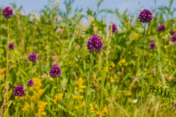 Obraz premium Summer meadow covered with multicolored wildflowers