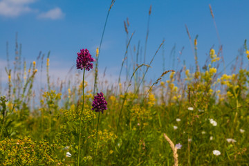 Summer meadow with multicolored wildflowers on background of blue sky