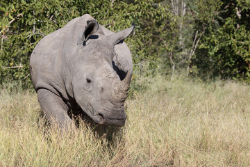 Obraz premium Breitmaulnashorn / Square-lipped Rhinoceros / Ceratotherium Simum