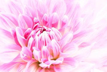 White and purple pink colourful dahlia flower macro photo with fresh blossoming flower head details in bright high key forming an abstract floral pattern photo.