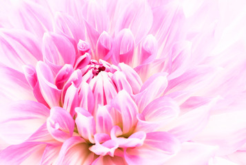 Obraz premium White and purple pink colourful dahlia flower macro photo with fresh blossoming flower head details in bright high key forming an abstract floral pattern photo.