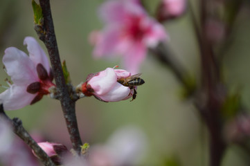 Abeja adentro de flor de duraznero