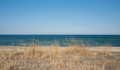 Grass on the sandy beach