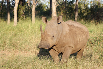 Fototapeta premium Breitmaulnashorn / Square-lipped Rhinoceros / Ceratotherium Simum