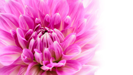 White and purple pink colourful dahlia flower macro photo with intense vivid colours in white wide banner empty background with large negative space for text message and design.