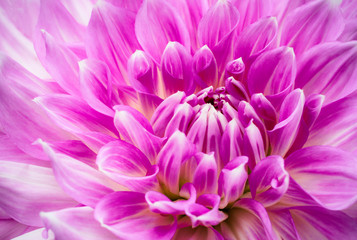 Purple pink colourful dahlia flower macro photo with intense vivid colours of beautiful fresh blossoming dahlia flower head details.