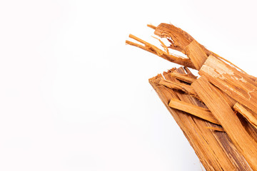 Uncaria tomentosa - Peruvian plant cat's claw. white background