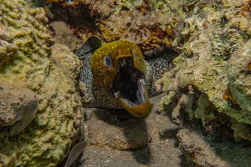 Moray eel Mooray lycodontis undulatus in the Red Sea, eilat israel