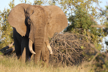 Afrikanischer Elefant / African elephant / Loxodonta africana