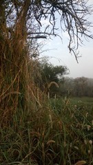 morning in the forest