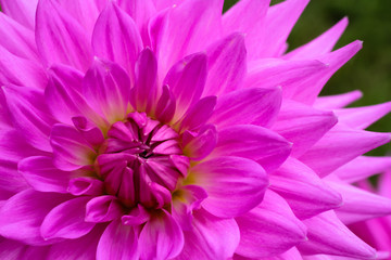 Purple pink colourful dahlia flower macro photo with intense vivid colors emphasizing the purple and pink details of the beautiful fresh blossoming flower. Perspective from the top.