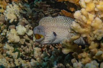 Moray eel Mooray lycodontis undulatus in the Red Sea, eilat israel